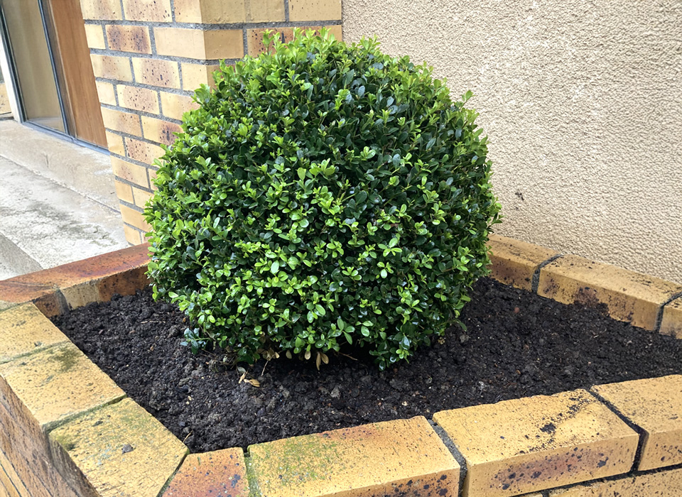 Ilex crenata